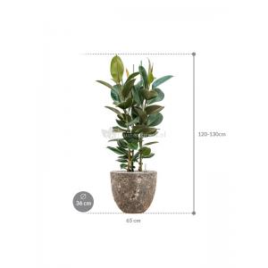 Plant in Pot Ficus Elastica Robusta 125 cm kamerplant in Baq Lava Relic Rust Metal 36 cm bloempot