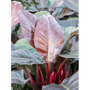 Plant in Pot Philodendron Imperial Red 115 cm kamerplant in Baq Lava Relic Black 35 cm bloempot