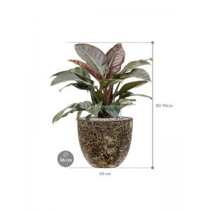 Plant in Pot Philodendron Imperial Red 80 cm kamerplant in Baq Lava Relic Black 36 cm bloempot