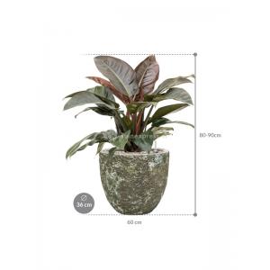 Plant in Pot Philodendron Imperial Red 80 cm kamerplant in Baq Lava Relic Jade 36 cm bloempot