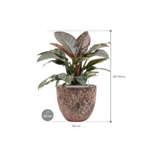 Plant in Pot Philodendron Imperial Red 80 cm kamerplant in Baq Lava Relic Pink 36 cm bloempot