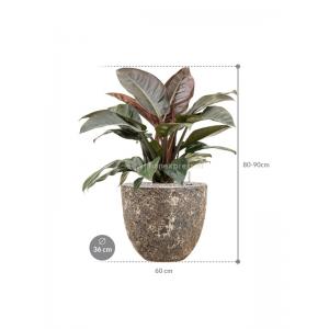 Plant in Pot Philodendron Imperial Red 80 cm kamerplant in Baq Lava Relic Rust Metal 36 cm bloempot