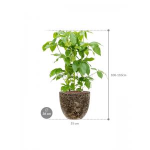 Plant in Pot Schefflera Actinophylla Amate 105 cm kamerplant in Baq Lava Relic Black 36 cm bloempot