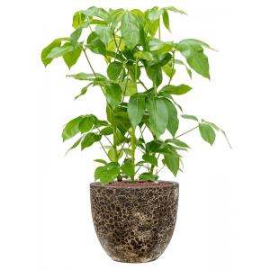 Plant in Pot Schefflera Actinophylla Amate 105 cm kamerplant in Baq Lava Relic Black 36 cm bloempot