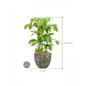 Plant in Pot Schefflera Actinophylla Amate 105 cm kamerplant in Baq Lava Relic Jade 36 cm bloempot