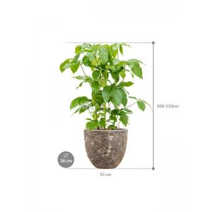 Plant in Pot Schefflera Actinophylla Amate 105 cm kamerplant in Baq Lava Relic Rust Metal 36 cm bloempot