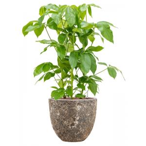 Plant in Pot Schefflera Actinophylla Amate 105 cm kamerplant in Baq Lava Relic Rust Metal 36 cm bloempot