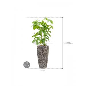 Plant in Pot Schefflera Actinophylla Amate 140 cm kamerplant in Baq Lava Relic Black 35 cm bloempot