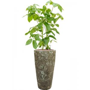 Plant in Pot Schefflera Actinophylla Amate B 140 cm kamerplant in Baq Lava Relic Jade 35 cm bloempot