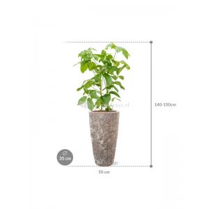 Plant in Pot Schefflera Actinophylla Amate B 140 cm kamerplant in Baq Lava Relic Rust Metal 35 cm bloempot