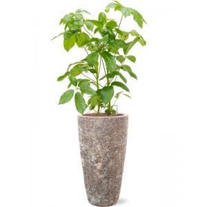 Plant in Pot Schefflera Actinophylla Amate B 140 cm kamerplant in Baq Lava Relic Rust Metal 35 cm bloempot