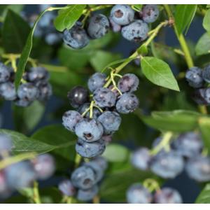 Blauwe Bessen Plant Vaccinium Corymbosum Brigitta Blue 75 cm klimplant