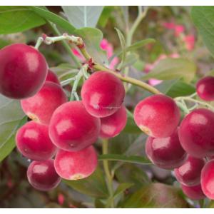 Roze Bosbes Vaccinium Corymbosum Pink Lemonade 75 cm klimplant