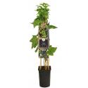 Zwarte Bes Ribes Nigrum Titania 75 cm klimplant