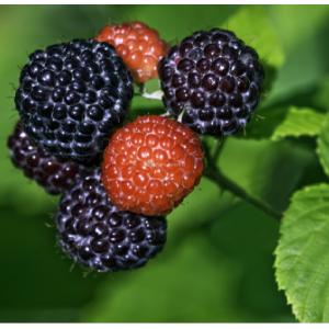 Zwarte Framboos Rubus Occidentalis Black Jewel 75 cm klimplant