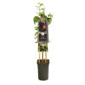 Zwarte Framboos Rubus Occidentalis Black Jewel 75 cm klimplant