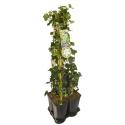 Privacy mix Hedera en Clematis Forever Friends PBR 75 cm 5-pack klimplanten