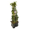 Privacy mix Hedera en Clematis Hagley Hybrid 75 cm 5-pack klimplanten