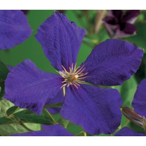 Privacy mix Hedera en Clematis Jackmanii 75 cm 5-pack klimplanten