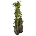 Privacy mix Hedera en Lonicera Belgica Select 75 cm 5-pack klimplanten