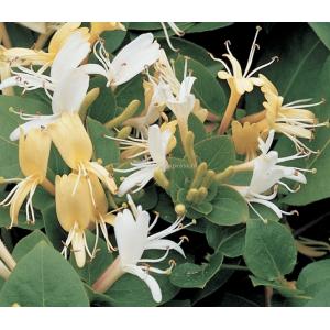 Privacy mix Hedera en Lonicera Hall's Prolific 75 cm 5-pack klimplanten