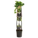 Zwarte Bes Ribes Nigrum Titania 120 cm klimplant