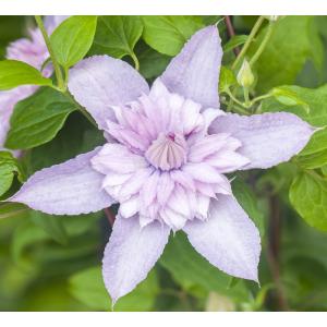 Clematis Multi Pink PBR 120 cm klimplant