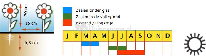 Hanenkam hoog bloemzaden - Triangle Mix