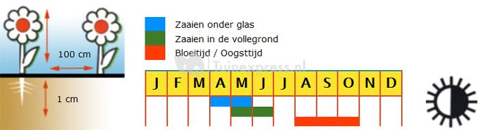 Kleine soorten gemengde sierpompoenen bloemzaden – Sierpompoenen