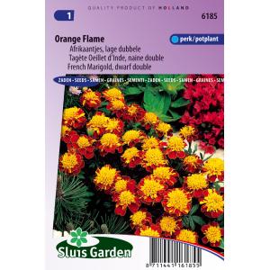 Lage dubbele Afrikaantjes bloemzaden – Orange Flame