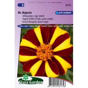 Lage enkele Afrikaantjes bloemzaden – Mr. Majestic