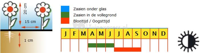 Lage enkele Oost-Indische kers bloemzaden – Oost-Indische kers Nova Zembla Mix