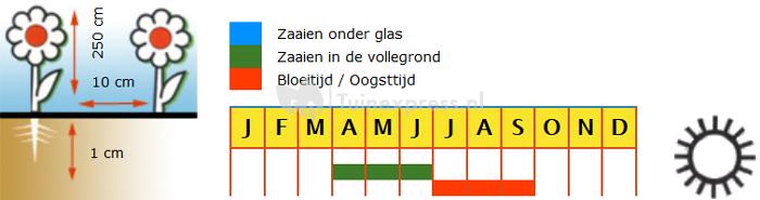 Ouderwetse welriekende siererwt bloemzaden – Reukerwt Cupani Original 1699