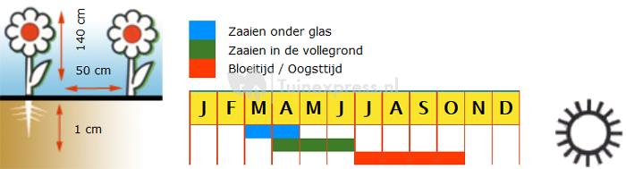 Zonnebloem enkelbloemig bloemzaden - F1 Sunrich Orange