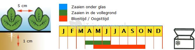 Snijbiet zaden - Regenboog mix