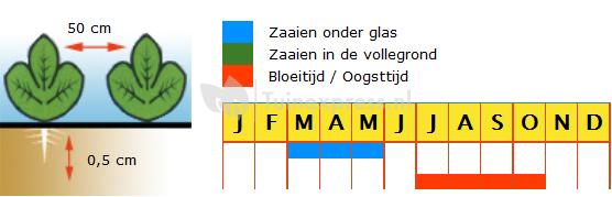 Tomaat biologische zaden - Oxheart