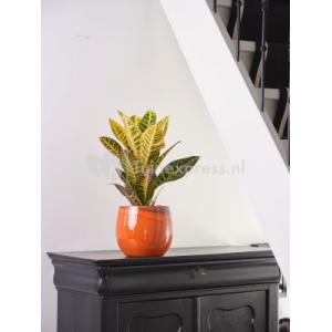 Pot Charlotte orange bloempot binnen 23 cm